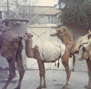 Camels waiting by the back gate, Kuche Zarrine, Teheran 1970